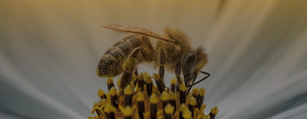 Monini for the bees