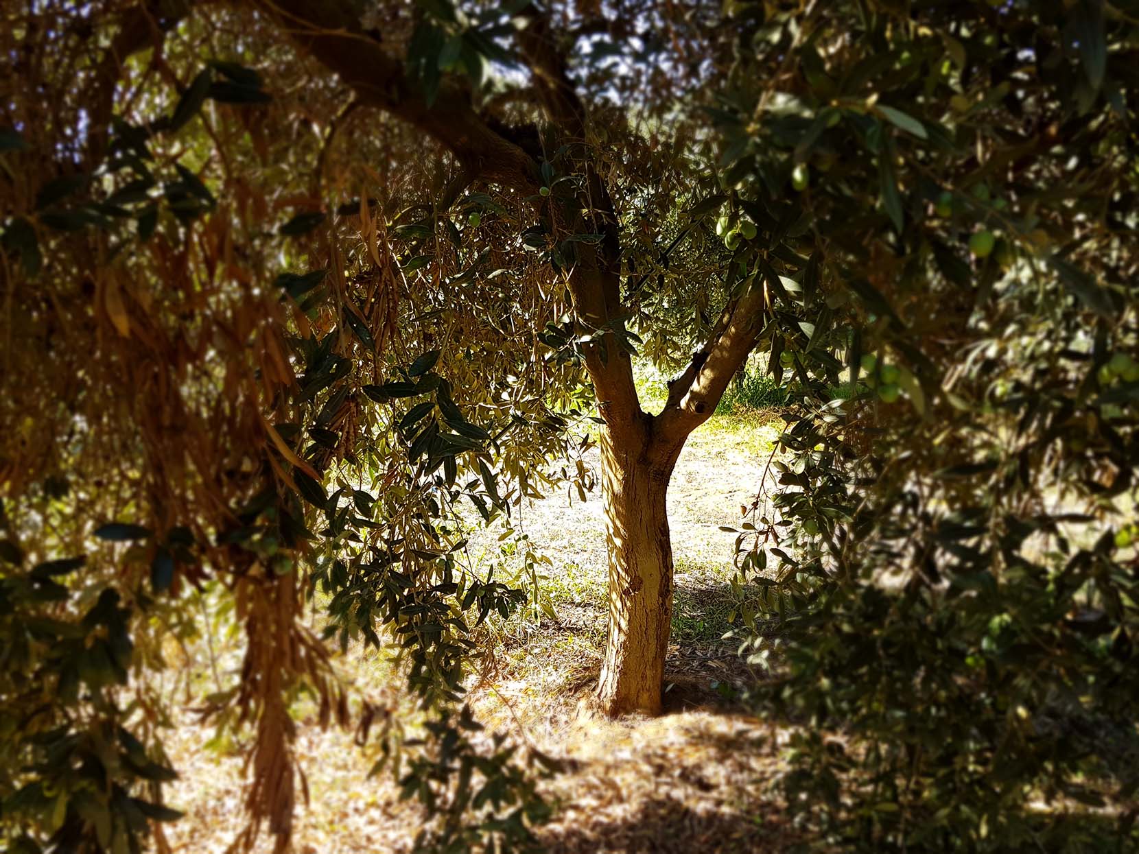 Sfondo