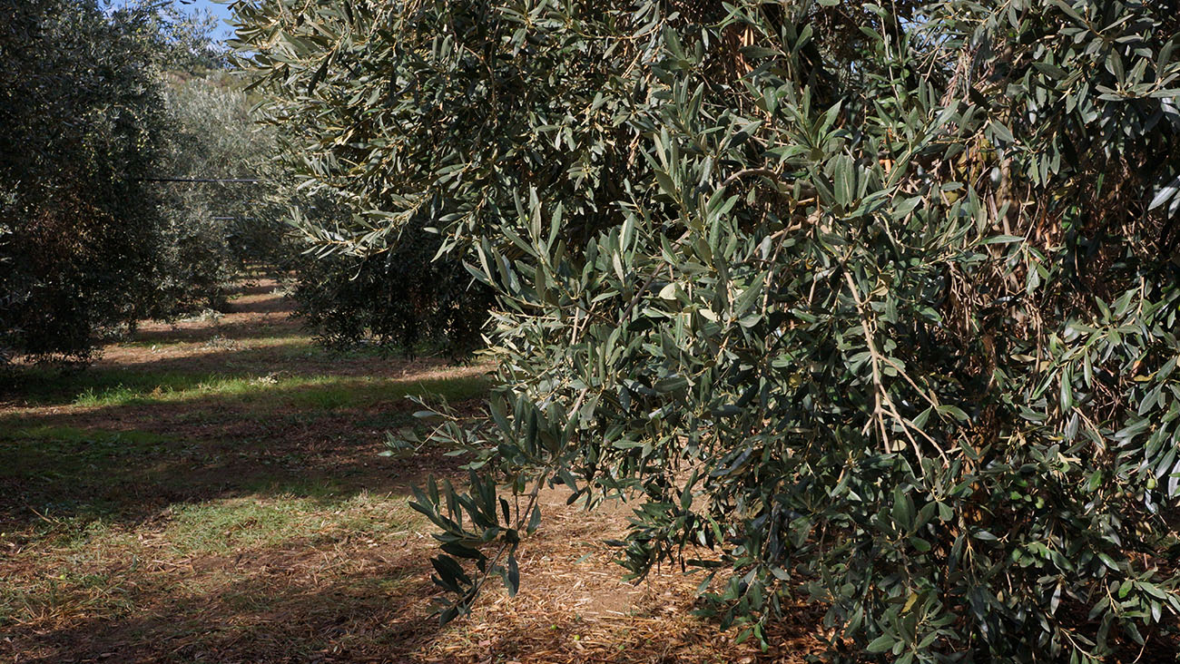 Sfondo
